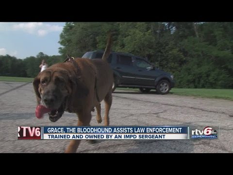 Video: Pet Scoop: Bloodhound găsește băiat în canal, Polul Nord Populația renilor