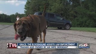 Bloodhound helps find missing child