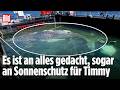 OSTSEE-WAL: Buckelwal Timmy erreicht Dänemark auf Weg in die Nordsee