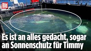 OSTSEE-WAL: Buckelwal Timmy erreicht Dänemark auf Weg in die Nordsee