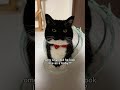 2020 #catsofyoutube #cutecat #uni