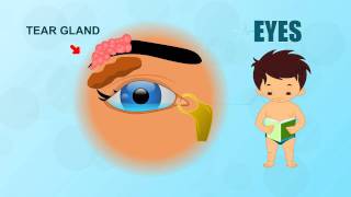 Eyes - Human Body Parts - Pre School - Animated Videos For Kids