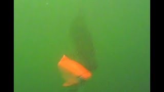 Pike Follows Savage Gear 3D Roach But Seems Not To Interested