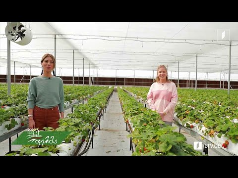 #ფერმა როგორ იქცა ჟურნალისტი წარმატებულ მესათბურედ - ნუცა სალუქვაძის მარწყვი სოფელ აზიზქენდში