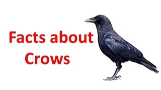 Top 50 Interesting Facts about Crows