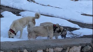 FAÇAYA KORKAK DİYENLER İYİ İZLESİN ÇOK GADDAR BİR KÖPEK ŞİMDİDE DOÇKAYA KAFAYI TAKTI