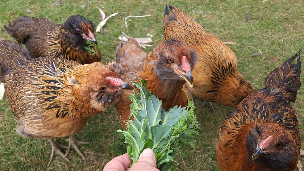 Americanas chowing down, closeups...no chatting just chickies - YouTube