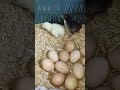 Siri two Chicks #viral #yt #shorts #new #desi #indian #chicks ##murgipalan #minivlog #explore #reels