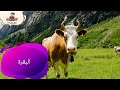 معلومات عن البقرة للأطفال مقدمة من قناة راويتي تروي قصة 