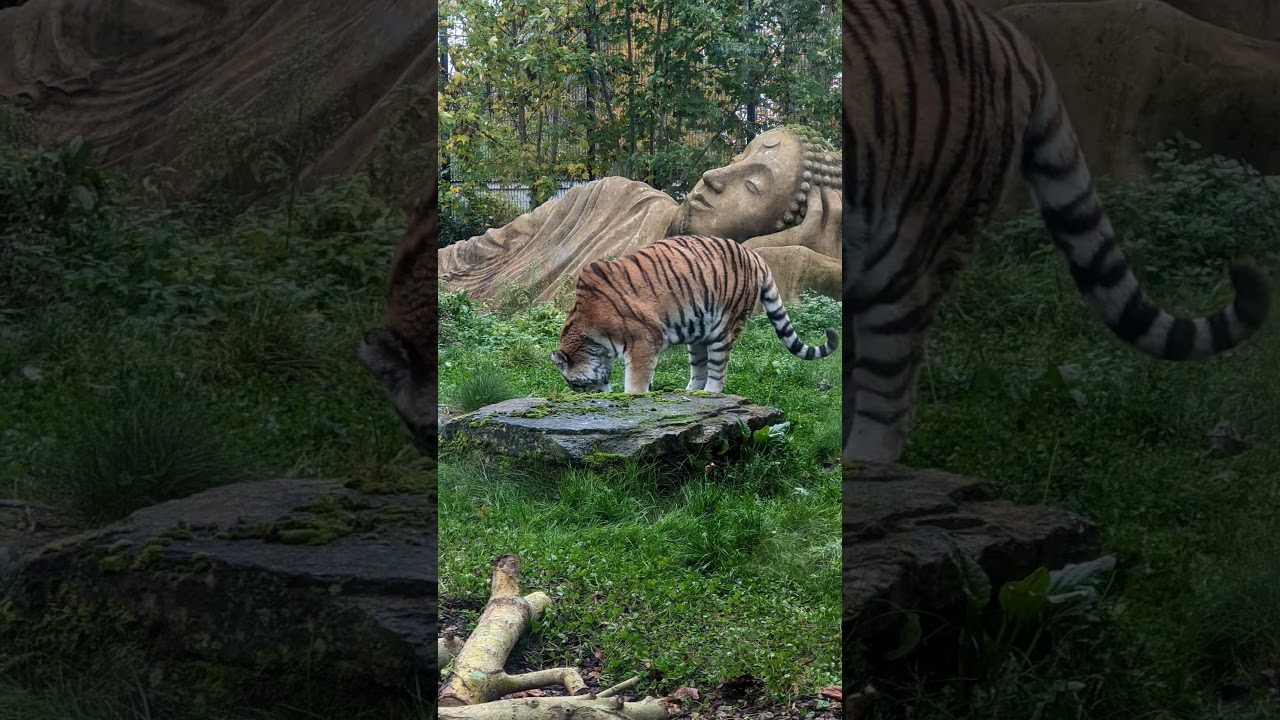 Chessington photo dump 