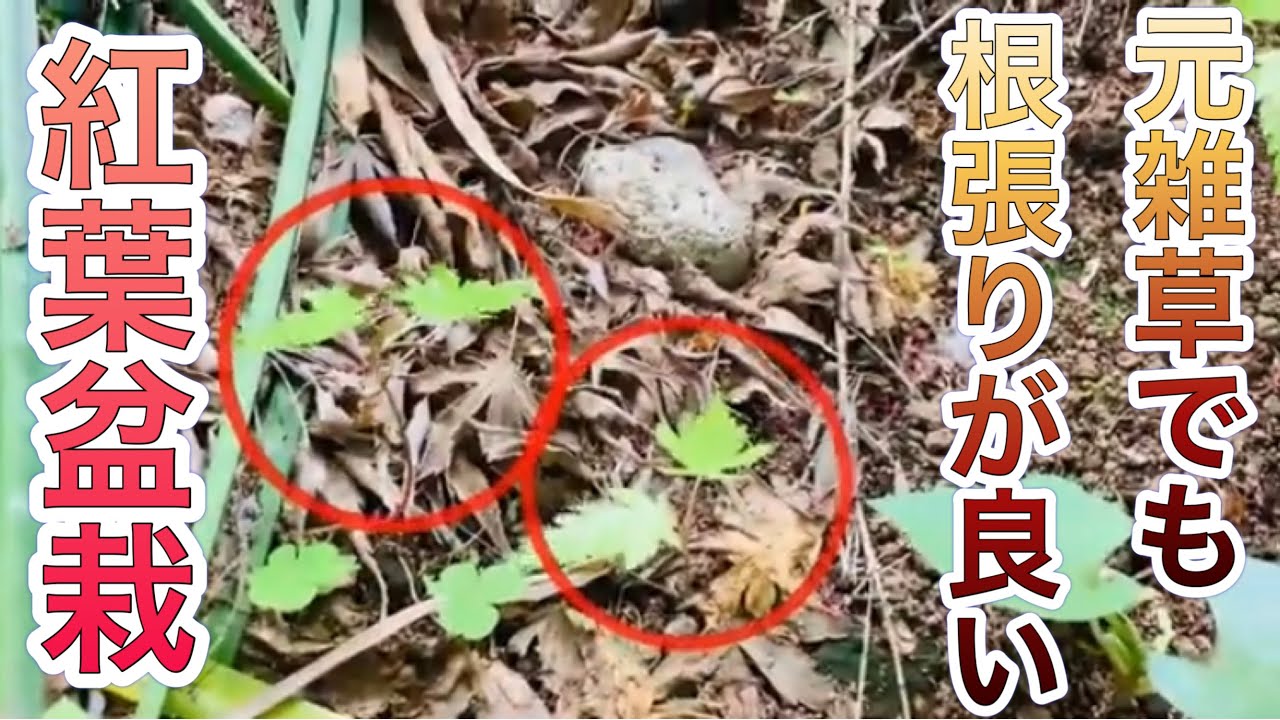 無料で作ったもみじ盆栽（Maple）。いい感じで根張り出てた！ - YouTube