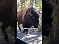 El sorprendente tamaño de un bisonte 🦬😳 #shorts