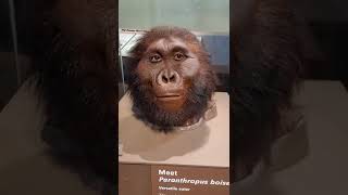 Review of Human Evolution Model ar Smithsonian Museum of Natural History screenshot 1