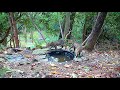 Bobcat brings home every squirrel in the forest for her kittens!