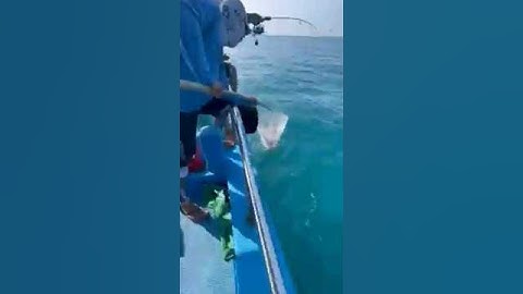 quá đỉnh với pha kéo quái cá từ đại dương lên thuyền