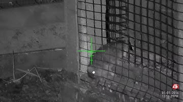 Fx verminator MKII kill shot