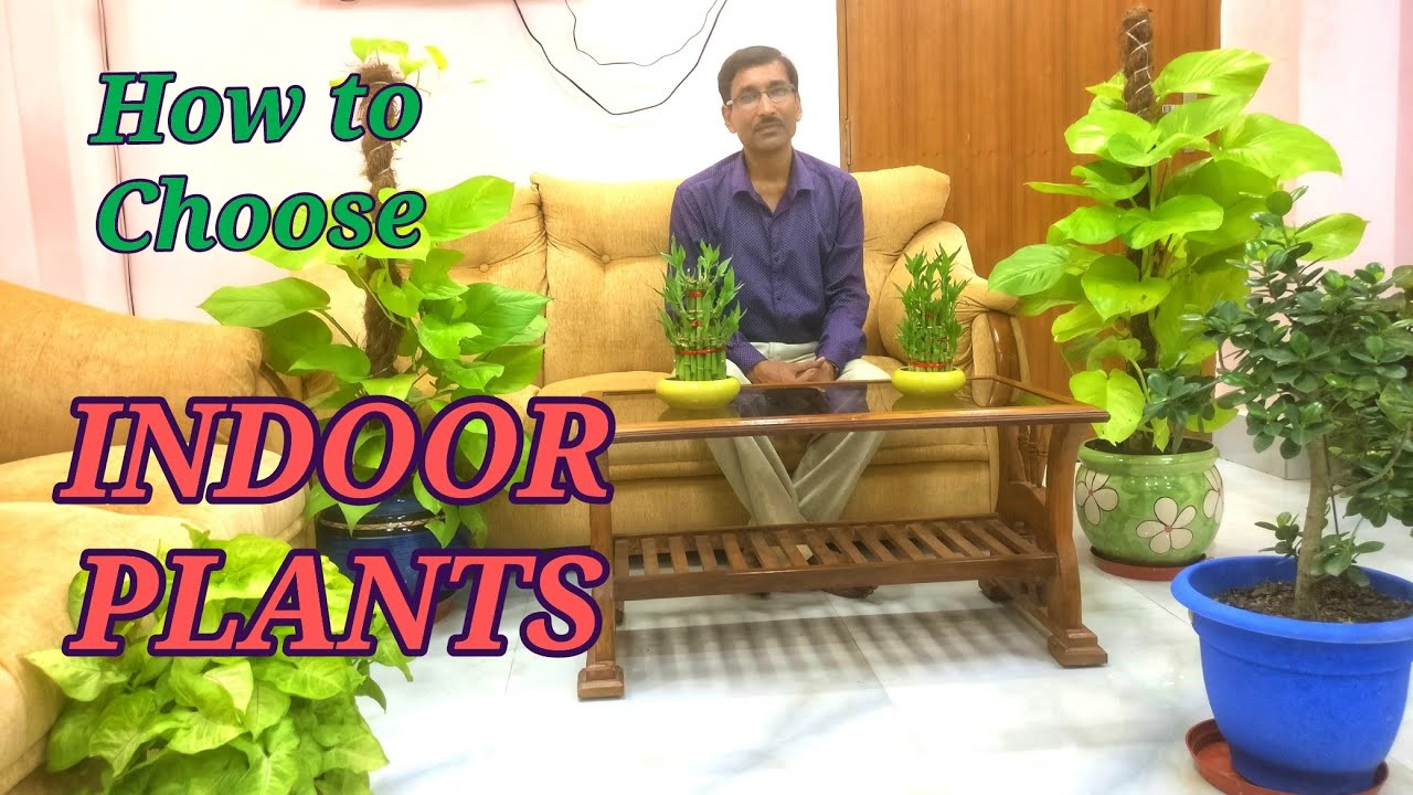 How to choose Indoor Plants. Caring Tips for Indoor Plants. - YouTube