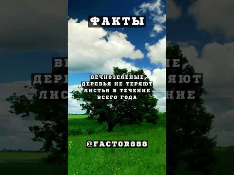 Вечнозеленые Деревья #факт
