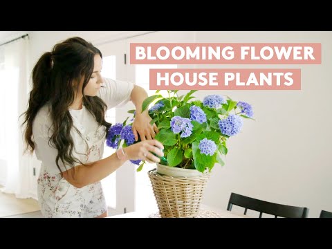 Video: Rooibloeiende huisplante: Leer oor gewone huisplante met rooi blomme