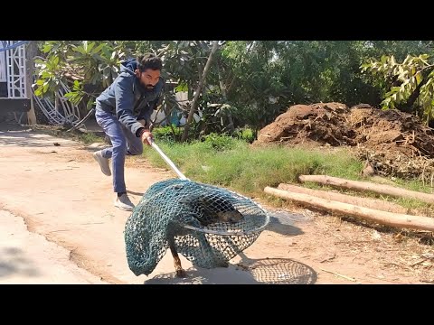 Video: Tumori masive la câini