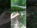 sewn up back leaners. #falling #tree #arborist #chainsaw
