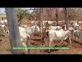 Estação de Monta em Gado de Corte, por que implementar em sua Fazenda.