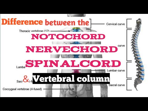 Video: Perbezaan Antara Notochord Dan Nerve Cord