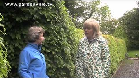 Beech Hedge in Summer, Fagus sylvatica.m4v