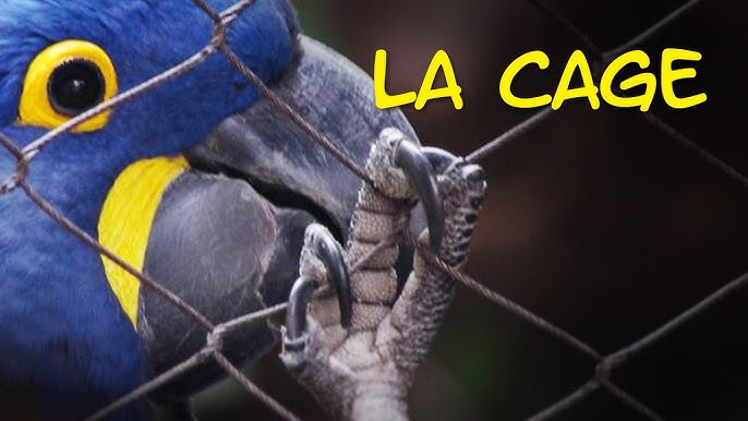 Comment choisir une cage pour vos oiseaux ? - Blog Colony Perroquet