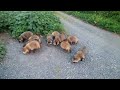 タヌキ、たくさんいすぎて、大乱闘