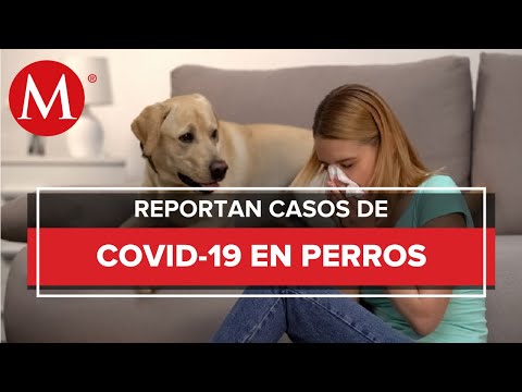 México registra los primeros casos de coronavirus en perros
