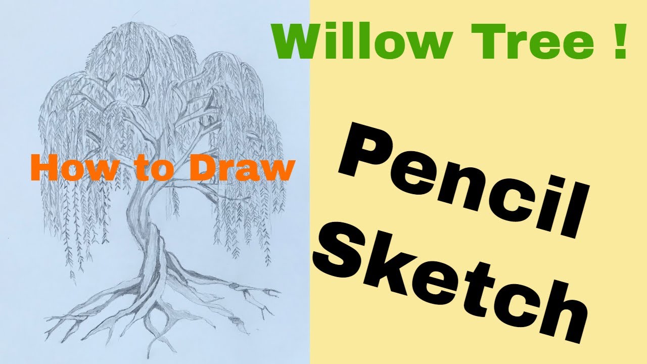 Weeping Willow Tree Drawing Image  Drawing Skill