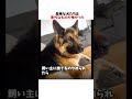 屈怖な犬たちは意外なものが怖かったwwwww