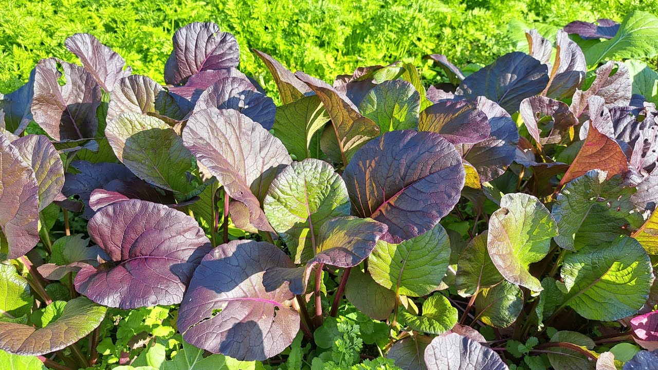 Thu Hoạch Cải Ngọt Tím, cải Ngọt Xanh Mùa Thu - Cải Ngọt Nhật 