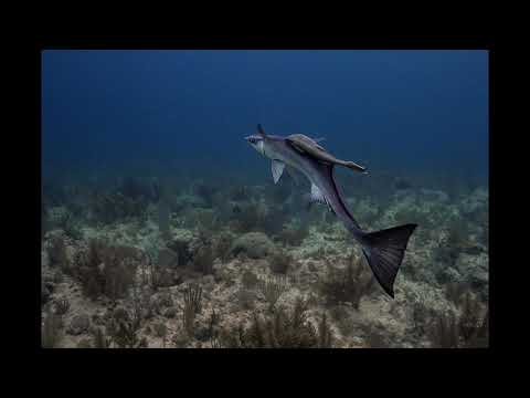 GoMEDIA - Advanced Underwater Photography Course - Utila Dive Center -Shantal Amszynowski