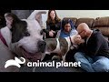 A grande oportunidade do cãozinho Magoo | Pit bulls e condenados | Animal Planet Brasil