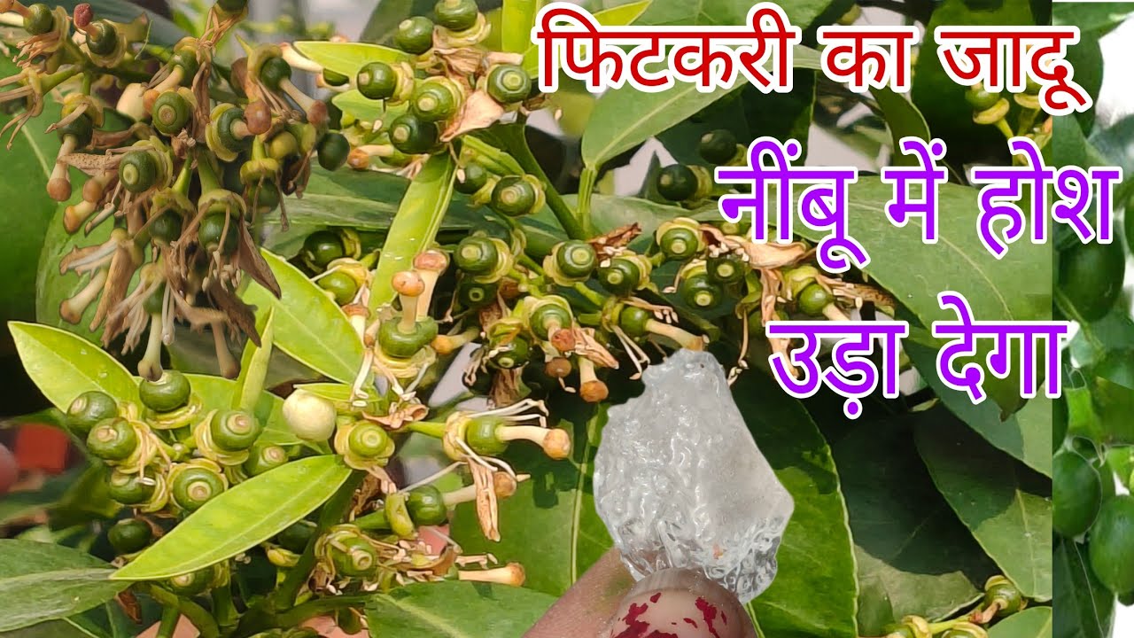 नींबू के जड़ों में डालते ही कुंतलों में  नींबू, सालों से नींबू नहीं लगे तुरंत डालें, हैरान  होजाओगे 