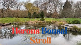 Herons Bonsai - Nursery Stroll