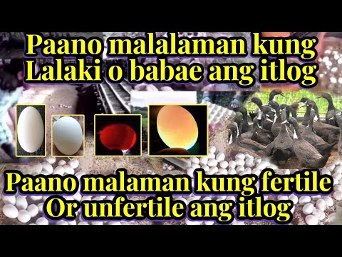 Video: Seedling dive - ano ito?