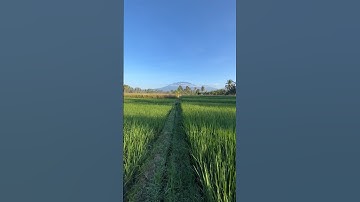 banyuwangi sunrise van java #travel #cinematic #video #nature #morning #rice #shotoniphone