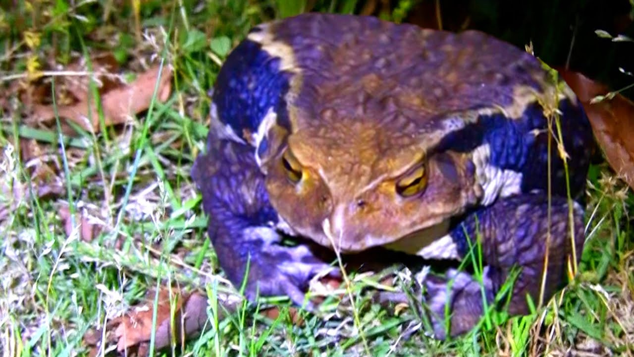Dangerous things happened when I ate a parasite-covered toad - YouTube