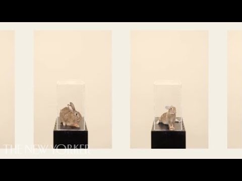 Australia's rabbit overpopulation problem - The New Yorker Instructional Video