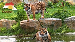 أكبر حديقة حيوانات في الشرق الأوسط في كوردستان
