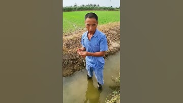 lưỡi câu lươn dây cáp siêu bền #xuhuong