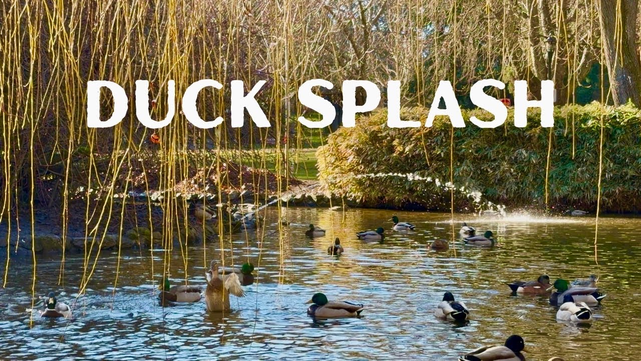 Relaxing Afternoon with Mallard Ducks | Quacking & Splashing by the Pond