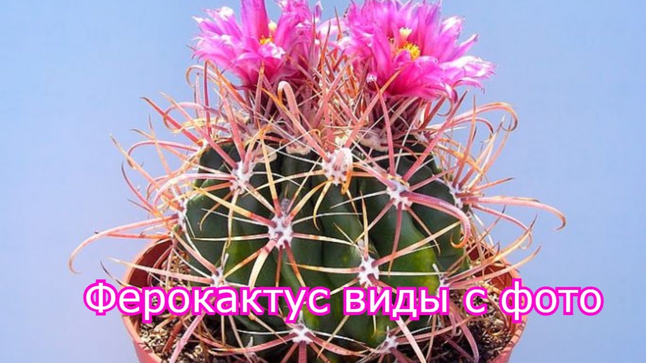 Ферокактус :  уход в домашних условиях, популярные виды с фото.