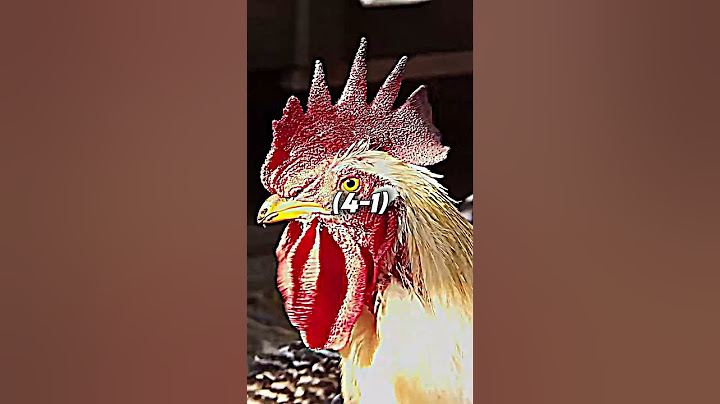 Chicken vs Duck | #shorts
