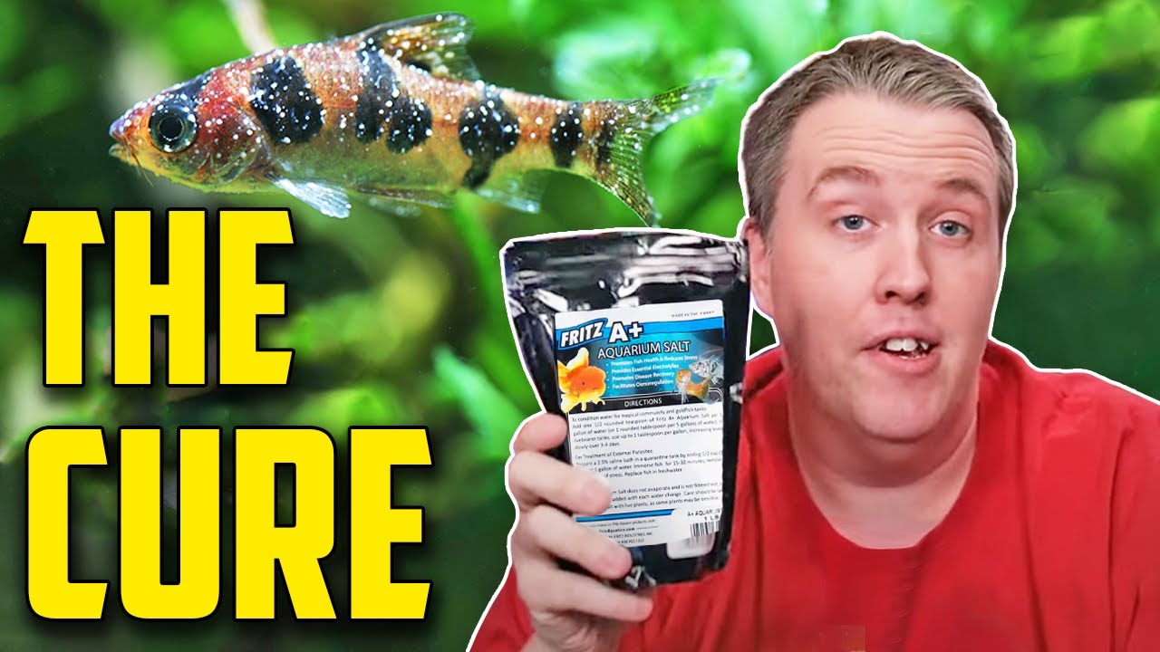 How and When to Use Salt with Aquarium Fish – HousePetsCare.com