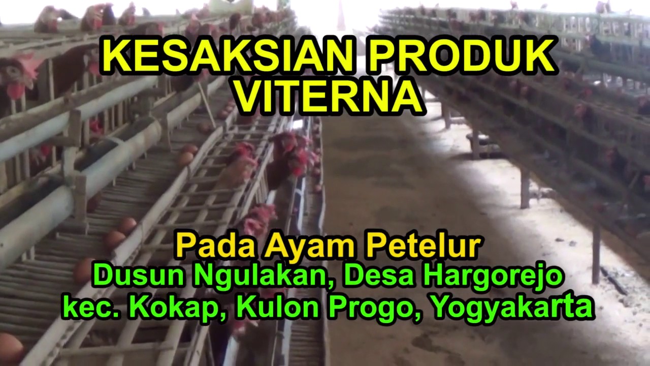 Cara ternak ayam petelur 085726840855 