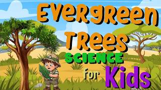 evergreen trees science kids